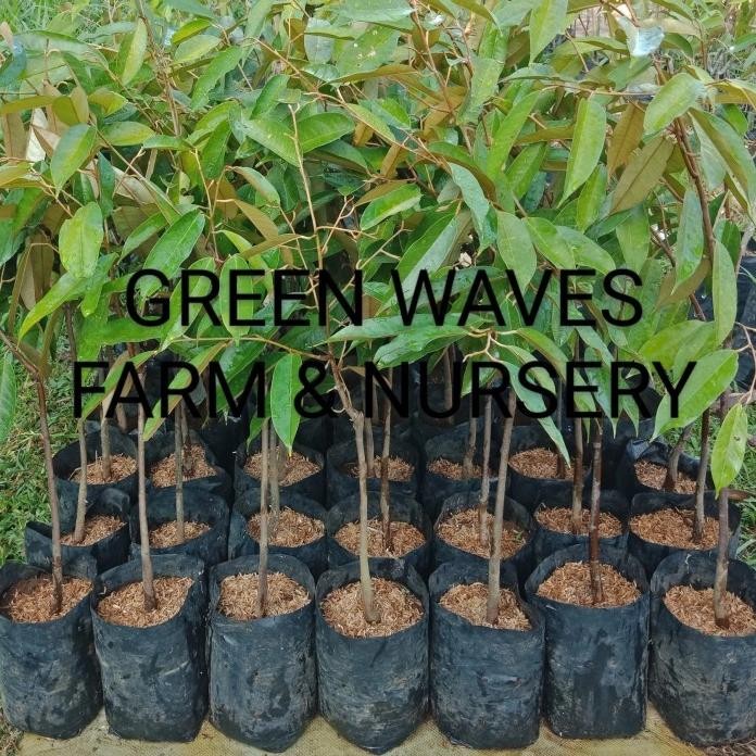 

Terlaris Ready Stok Bibit Durian Hor Lor (D163) 60 Cm - 80 Cm Siap Kirim