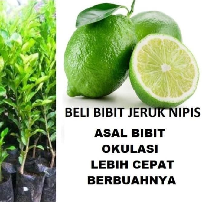 

Terlaris Bibit Tanaman Buah Jeruk Nipis