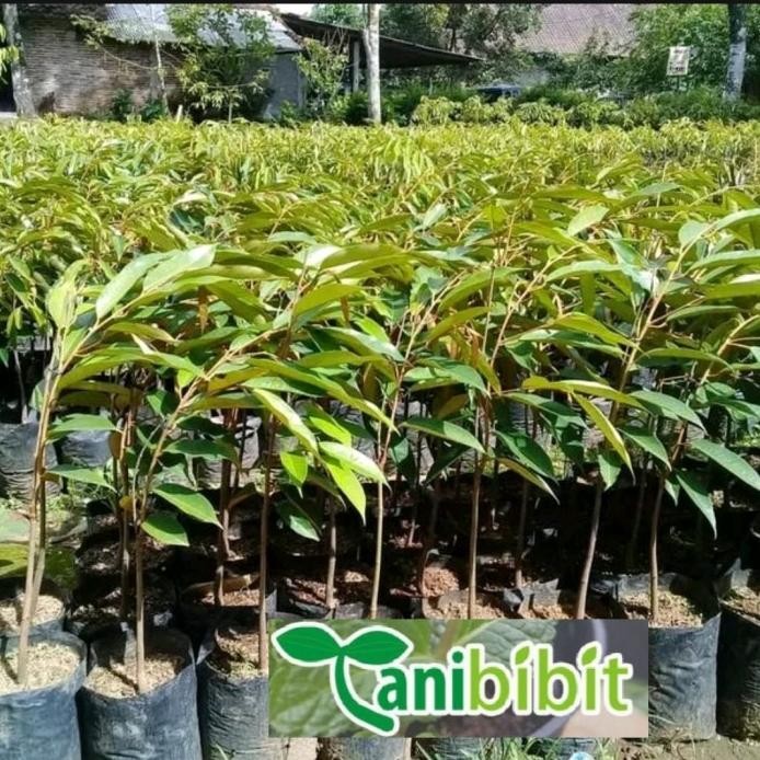 

Terlaris Termurah Bibit Pohon Durian Musangking Kaki Satu Siap Kirim