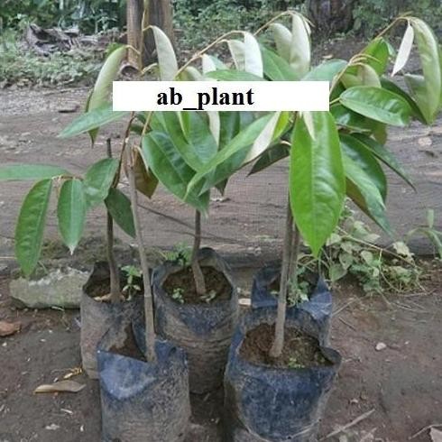 

Terlaris Bibit Durian Gundul Okulasi Super Jumbo