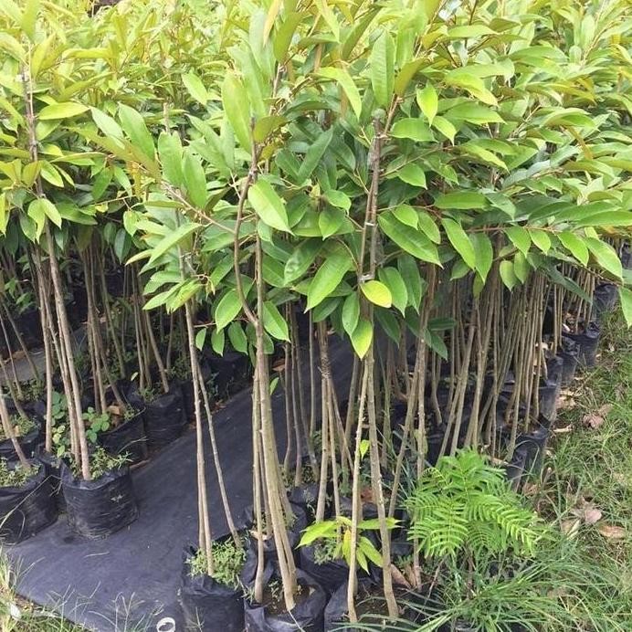 

Terlaris Bibit Durian Oche Kaki 3