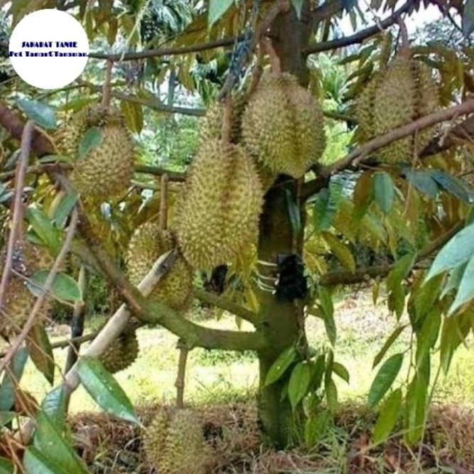 

Terlaris Pohon Buah Durian Bawor Tinggi 1Meter - Bibit Durian Bawor Tos