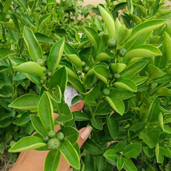 

Terlaris ( Tinggi 1 Meter Up Kondisi Berbuah ) Bibit Jeruk Siyem Madu Manis Cepat Berbuah Bibit Jeruk Siem Madu Bibit Jeruk Siam Madu Bibit Jeruk Santang Jeruk Nagami Bibit Jeruk Nipis