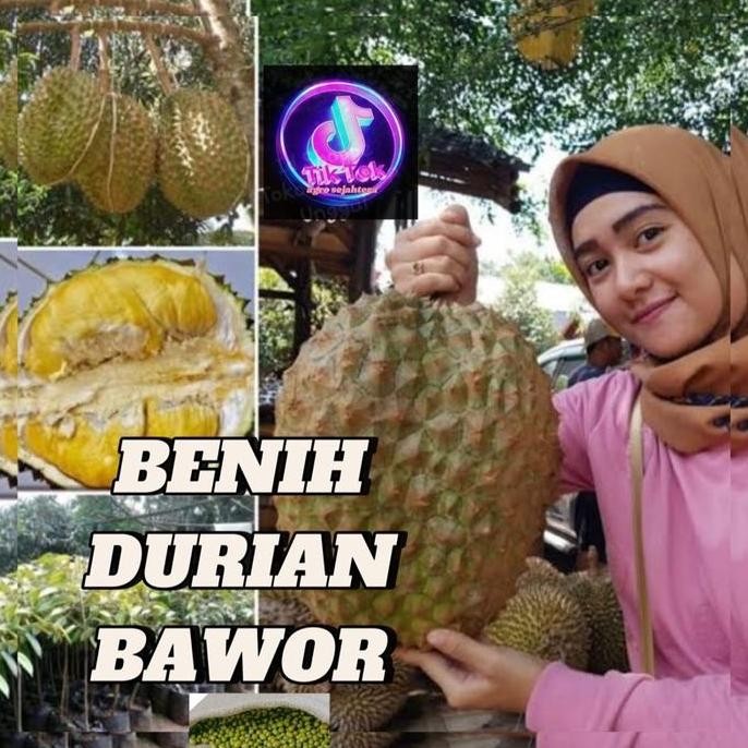 

Terlaris Benih/Bibit Durian Bawor (Bbt Durian Bawor)