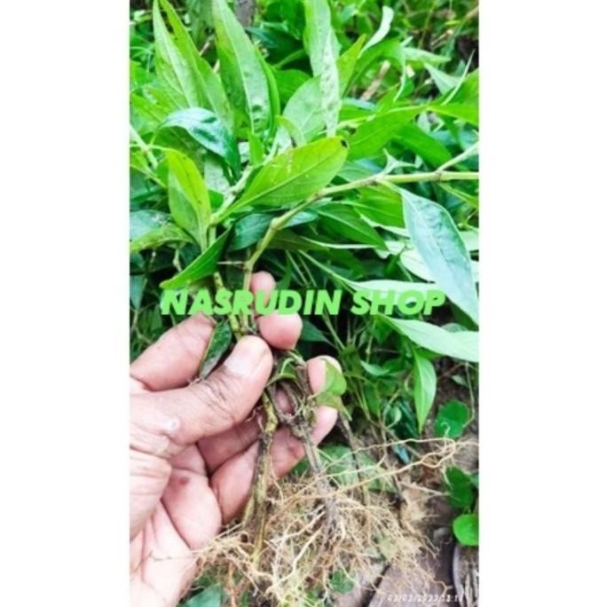 

Terlaris Daun Sambiloto Segar 1Kg Dengan Akar / Bibit Sambiloto Cabutan