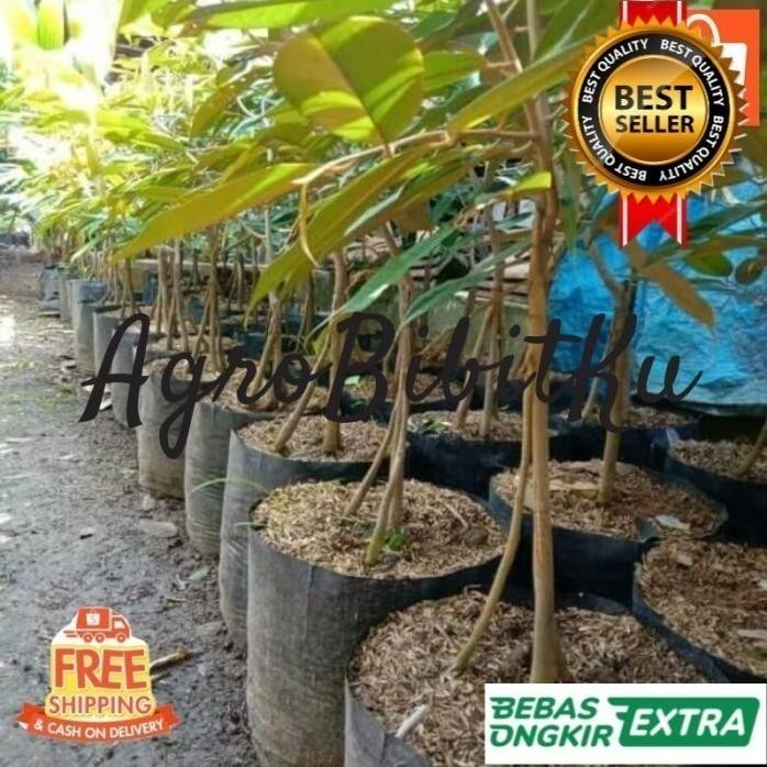 

Terlaris Bibit Durian Duri Hitam Kaki Tiga Hasil Okulasi Unggul Cepat Berbuah