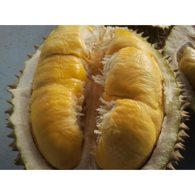 

Terlaris Bibit Durian Musang King Kaki 3 Unggul
