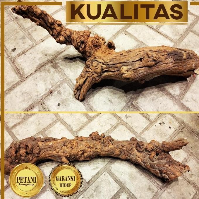 Terlaris Kayu Santigi Planet Xl Hiasan Aquarium Aquascape Ikan Hias Tanaman Air