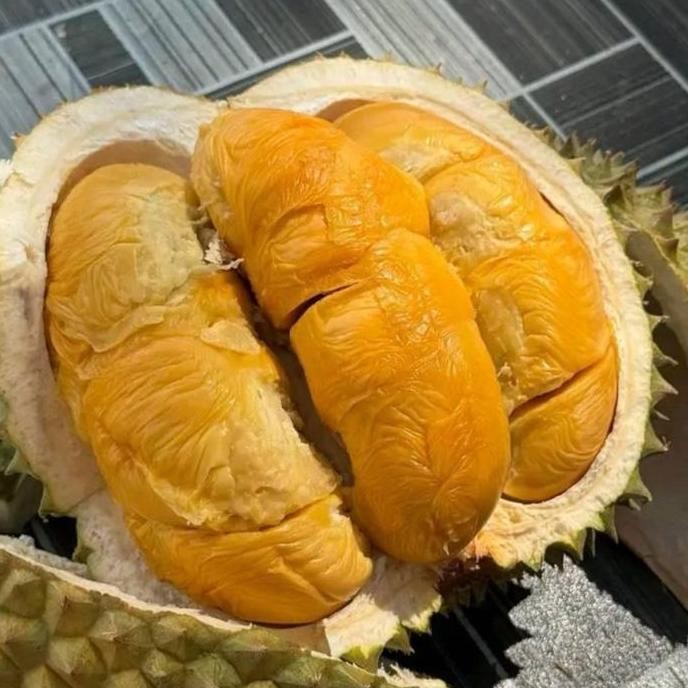 

Terlaris Bibit Durian Musang King Kaki 3 Super Terlaris No 1 Populer