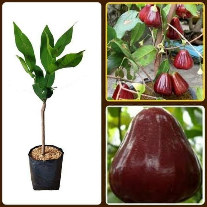 

Terlaris Bibit Jambu Kingrose Merah