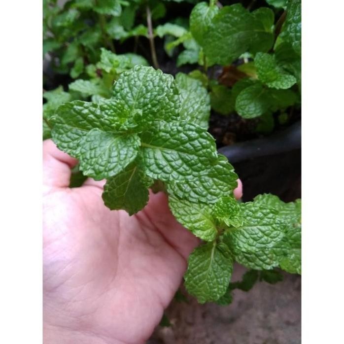 

Terlaris Bibit Daun Mint Murah-Bibit Tanaman Herbal Murah
