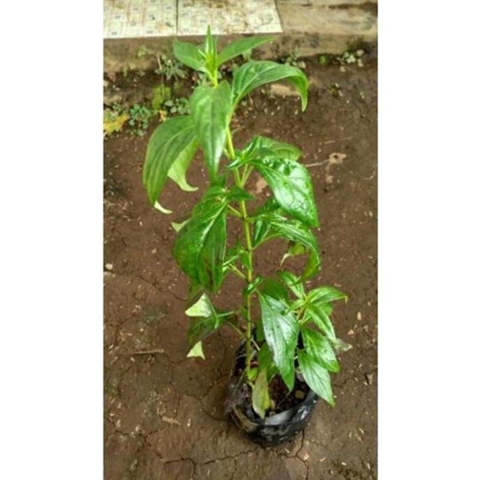 

Terlaris Bibit Tanaman Samiloto Daun Sambiloto Obat Herbal Petyti 5745Nq