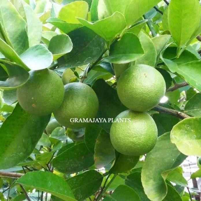 

Terlaris Tanaman Buah Bibit Jeruk Nipis Warangan Siap Tanam Siap Tanam