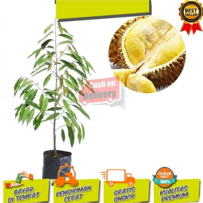 

Terlaris Paket Bibit Durian (Musangking - Monthong - Matahari - D24) 70 Cm