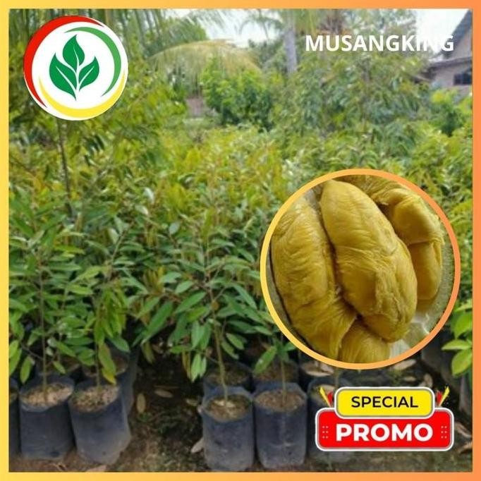 

Terlaris Bibit Durian Musangking. Asli.Tanaman Okulasi Cepat Berbuah...