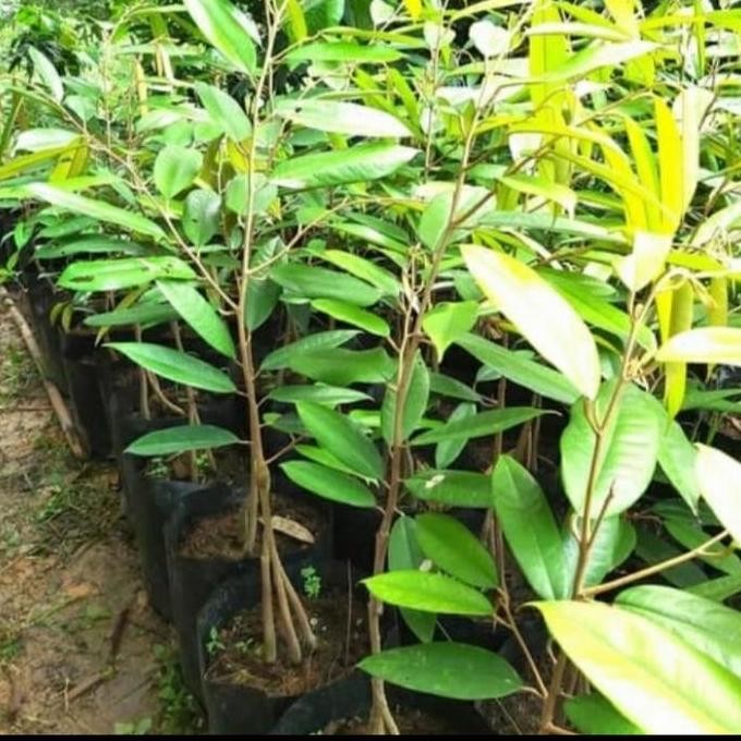 

Terlaris Bibit Durian Petruk Kaki 3 Super Cepat Berbuah/ Durian Langka