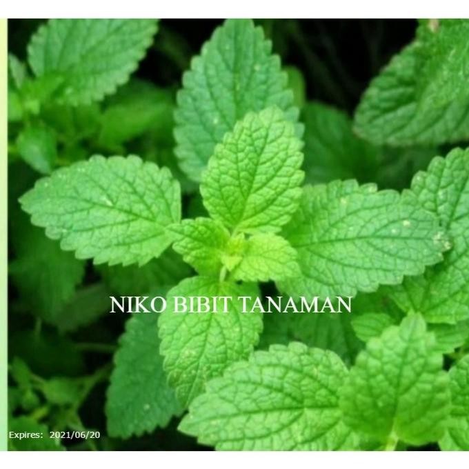 

Terlaris Bibit Daun Mint Siap Tanam (Beli 5 Bonus 1)