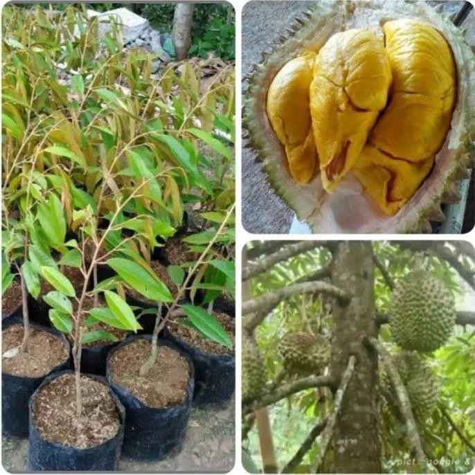 

Terlaris Bibit Pohon Durian Montong Duren Montong Super Unggul Cepat Berbuah