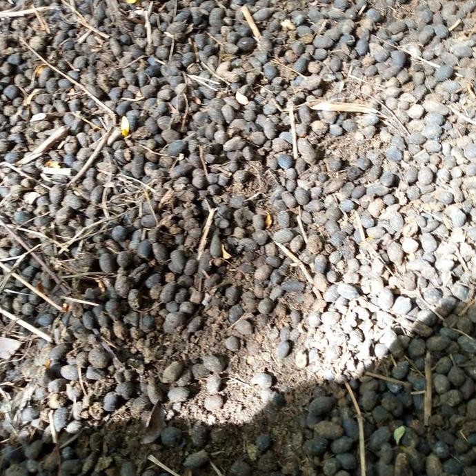 

Terlaris Pupuk Kandang Per Kilo