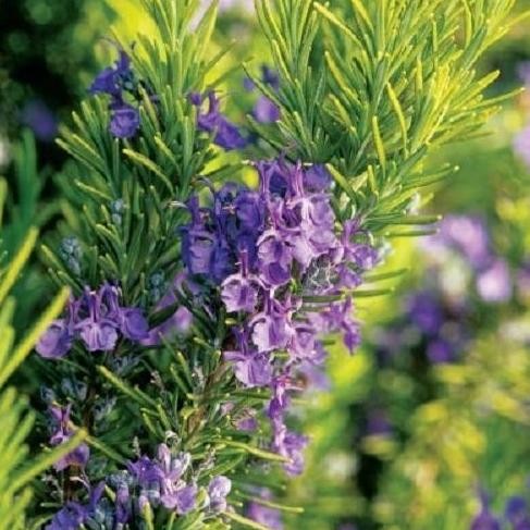 

Terlaris Bibit Benih Biji Tanaman Bunga Rosemary Wangi Dan Harum Isi 10 Biji