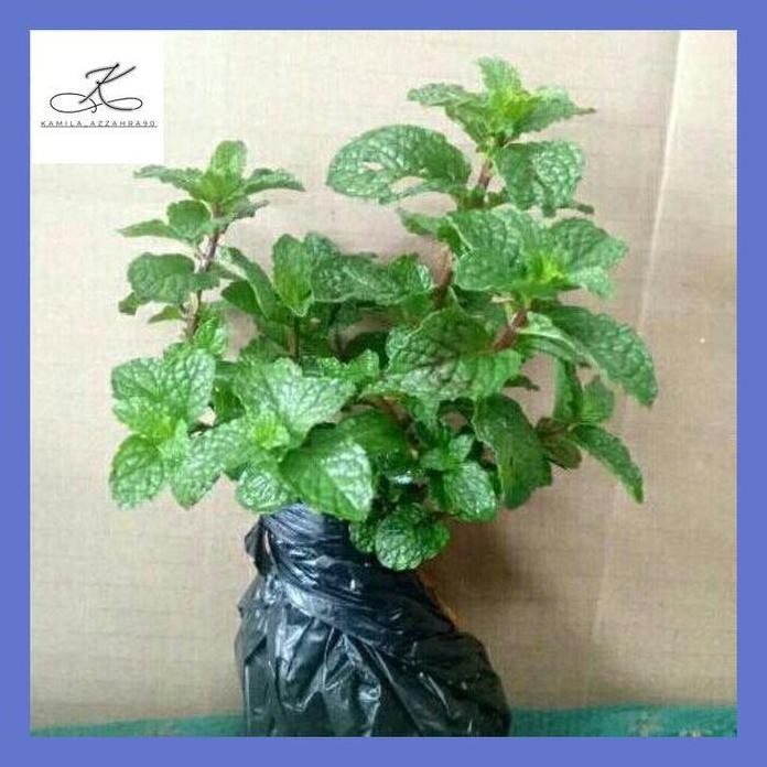 

Terlaris Kazz** Bibit Daun Mint Siap Tanam
