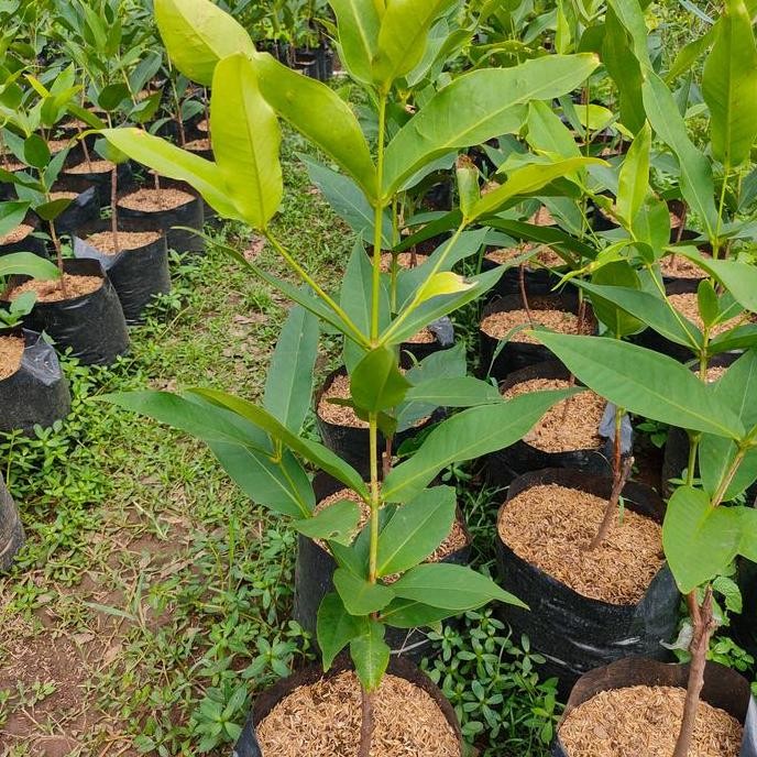 

Terlaris Bibit Pohon Buah Jambu Air Madu Deli Jambu Air Ijo Hijau Besar Jumbo