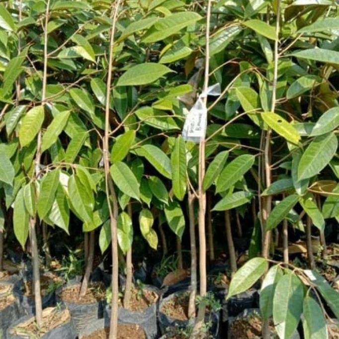 

Terlaris Paket 4 Bibit Durian Musang King, Bawor, Montong, Duri Hitam Tinggi 1M