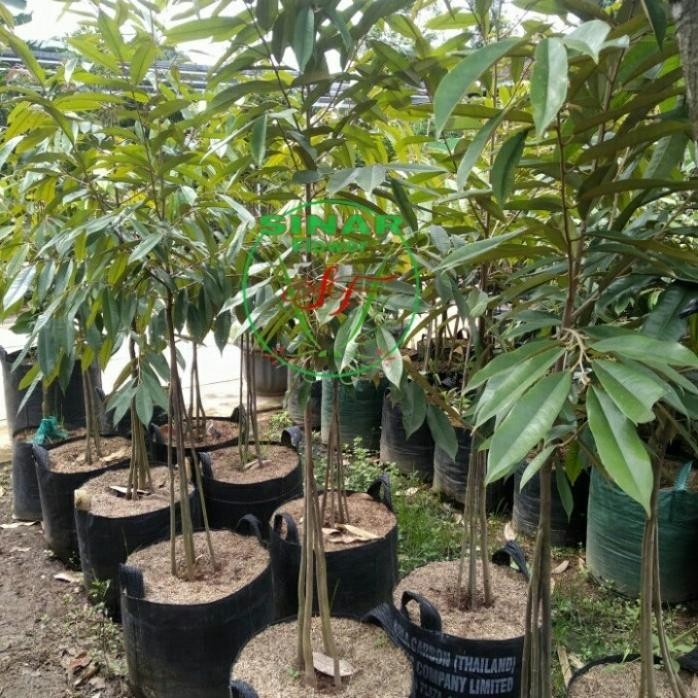 

Terlaris Terbaru Pohon Durian Musang King Kaki 3/ Tan Durian/Bibit Durian Unggul
