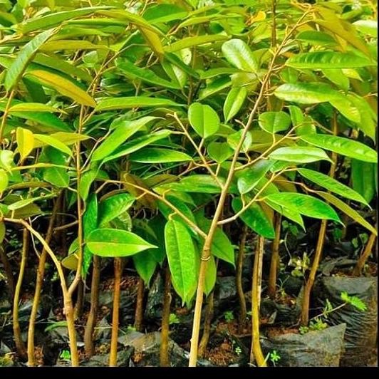 

Terlaris Bibit Durian Musangking Dan Bawor 1 Paket 2 Bibit