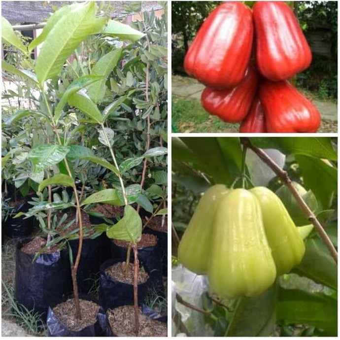 

Terlaris Promo 2 Bibit Jambu Air Madu Deli Hijau Dan Citra Jumbo Bibit / Biji