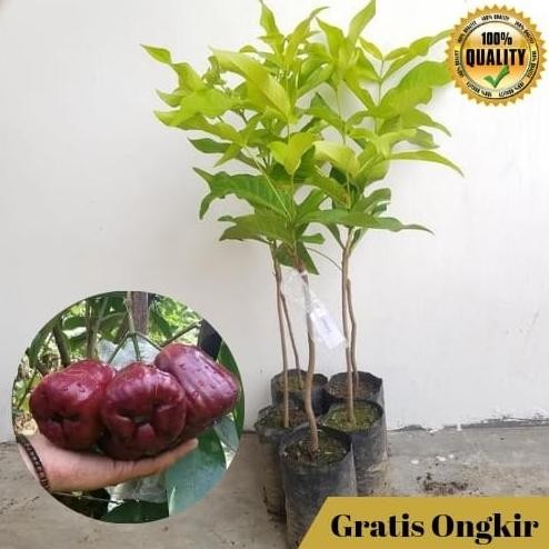 

Terlaris Bibit Buah Jambu Dalhari Berbuah Pendek Tanaman Jambu Air Dalhari Cccc