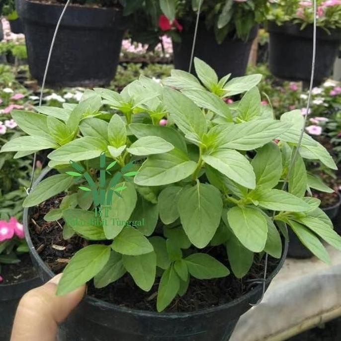 

Terlaris Pohon Mint Menthol - Bibit Tanaman Mint Satu Pot - Daun Mint Herba