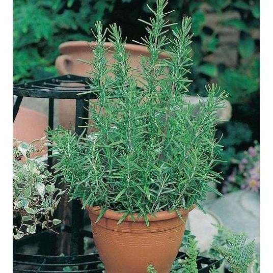 

Terlaris Bibit Biji Herb Rosemary Import