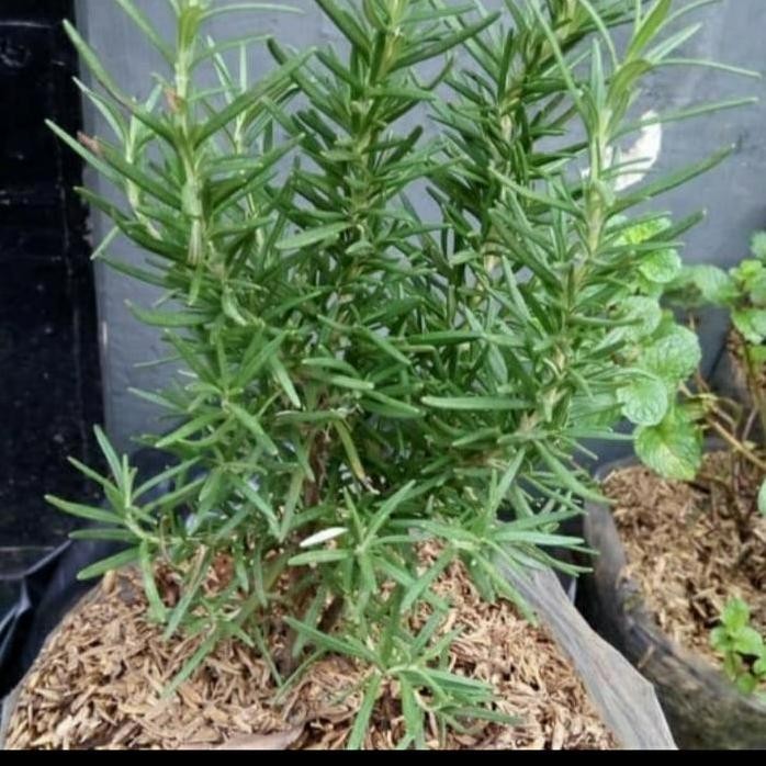 

Terlaris Tanaman Rosemary/ Bibit Rosemary Rimbun/ Pohon Rosemary