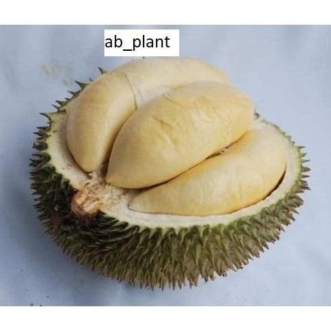 

Terlaris Bibit Durian Torong Unggul