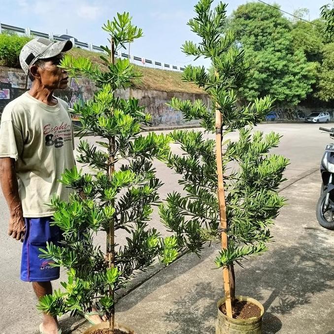 Lohansung bibit lohansung pohon lohansung mawar