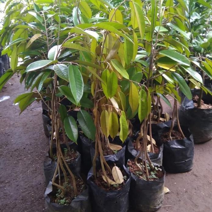 

Terlaris Bibit Durian Bawor Kaki 4