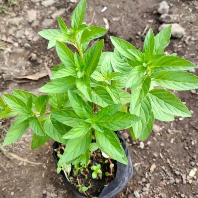 

Terlaris Bibit Daun Peppermint Daun Rasa Mint