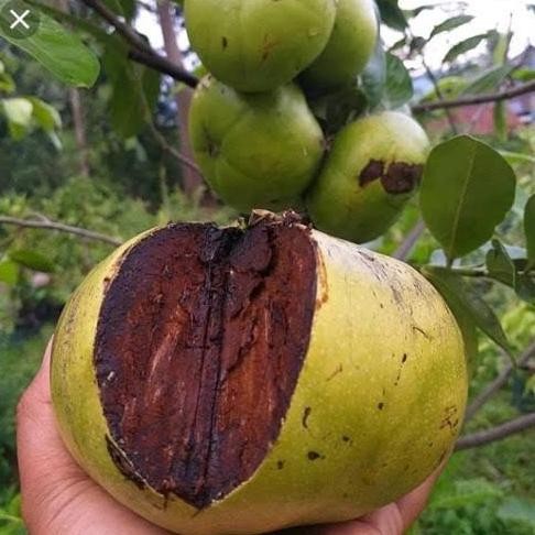 Bibit sawo black sapote buah sawo Amerika