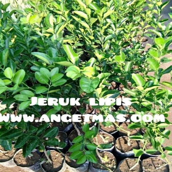 

Terlaris Bibit Tanaman Buah Jeruk Nipis Atau Lipis Bb90