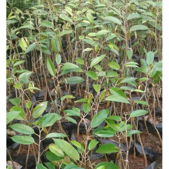 

Terlaris Bibit Seedling Durian Bawor Kaki 3