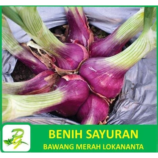 

Terlaris Peerina - Benih Bibit Biji Bawang Merah Lokananta