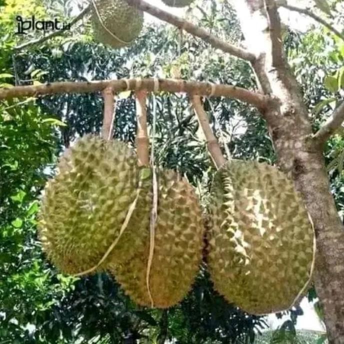 

Terlaris Bibit Tanaman Buah Durian Tembaga Okulasi// Stek Super Unggul