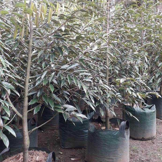 

Terlaris Dongkelan Bibit Durian Bawor