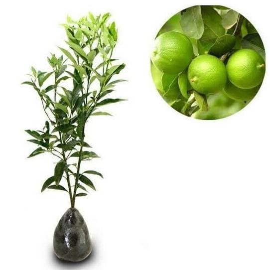 

Terlaris Bibit Tanaman Jeruk Nipis Pohon Jeruk Nipis Supeerr