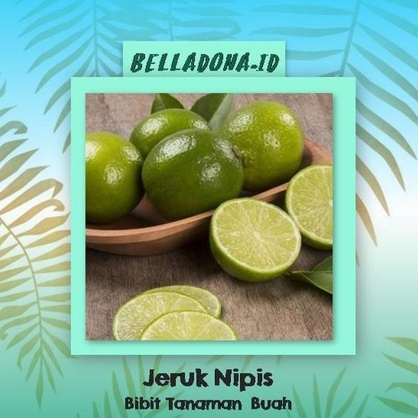 

Terlaris D2N Bibit Tanaman Buah Jeruk Nipis 40Cm Bb90