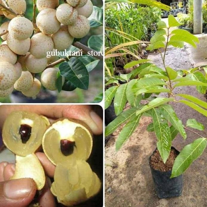

Terlaris Bibit Kelengkeng Aroma Khas Durian Hasil Okulasi Cepat Berbuah Super