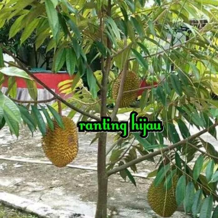 

Terlaris Bibit Buah Durian Musangking-Musang King Terlaris