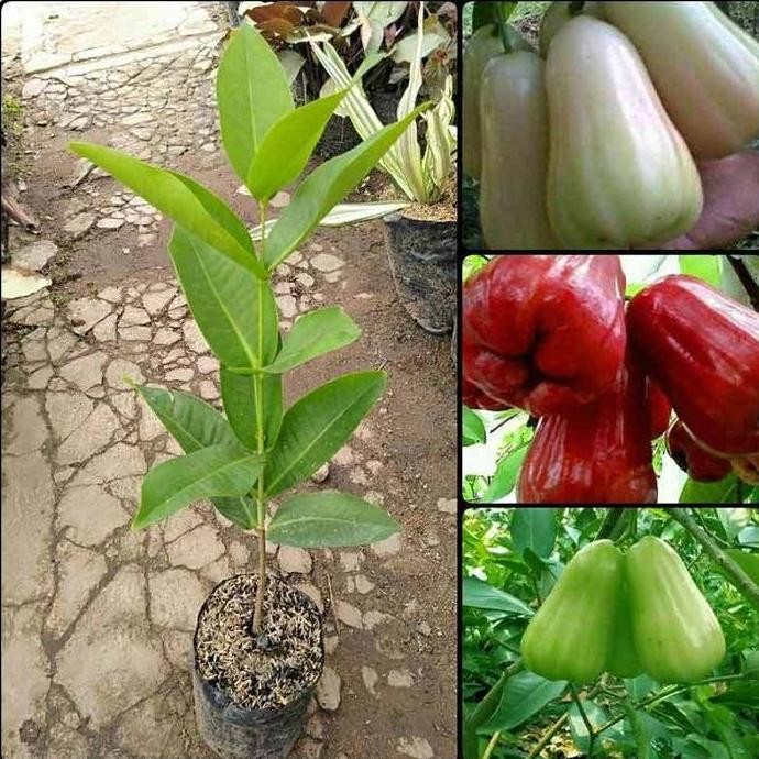 

Terlaris Paket 3 Bibit Tanaman Buah Jambu Air Manis Cepat Berbuah Tabulampot