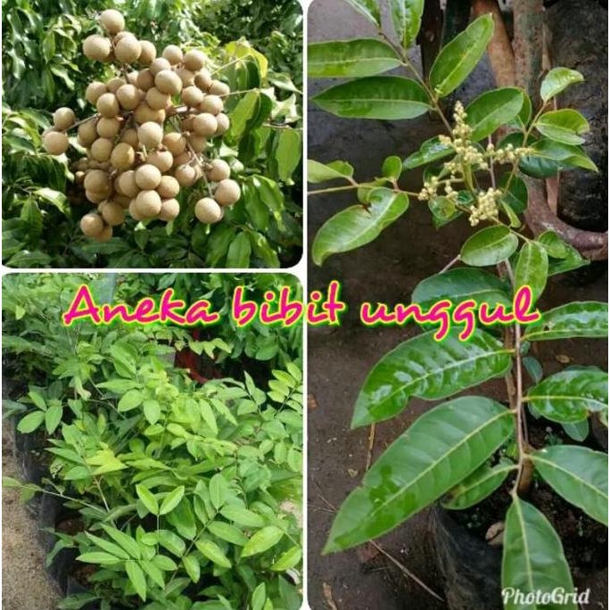 

Terlaris Bibit Buah Kelengkeng Aroma Durian Super